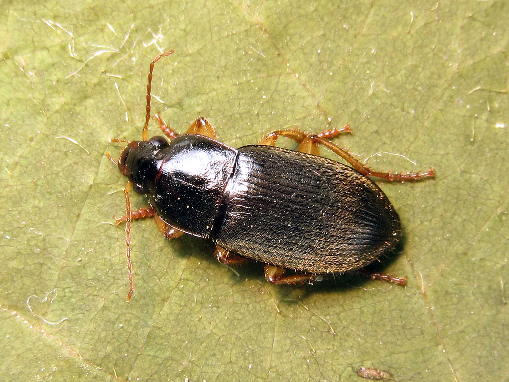 carabo da identificare - Parophonus hirsutulus